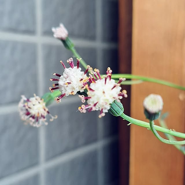 noaさんの実例写真