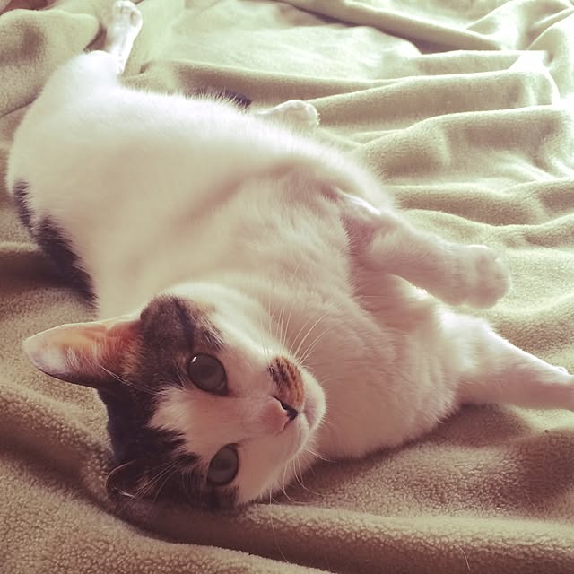 Happypinkさんの実例写真