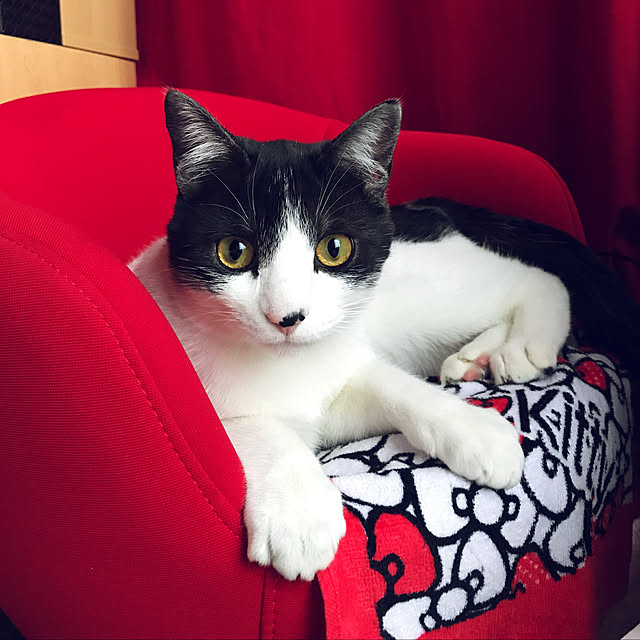 miluさんの実例写真