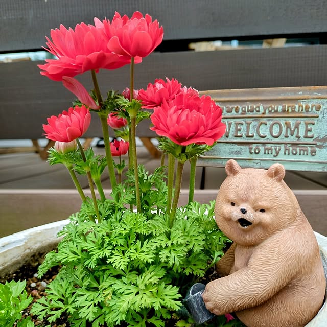 ponchanさんの実例写真