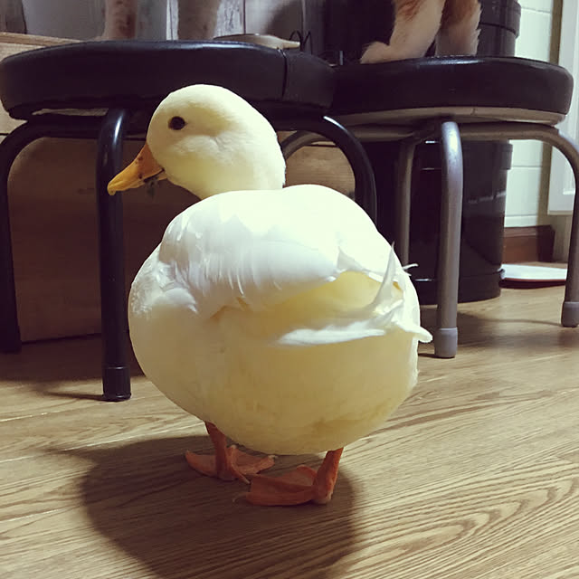 rby88さんの実例写真