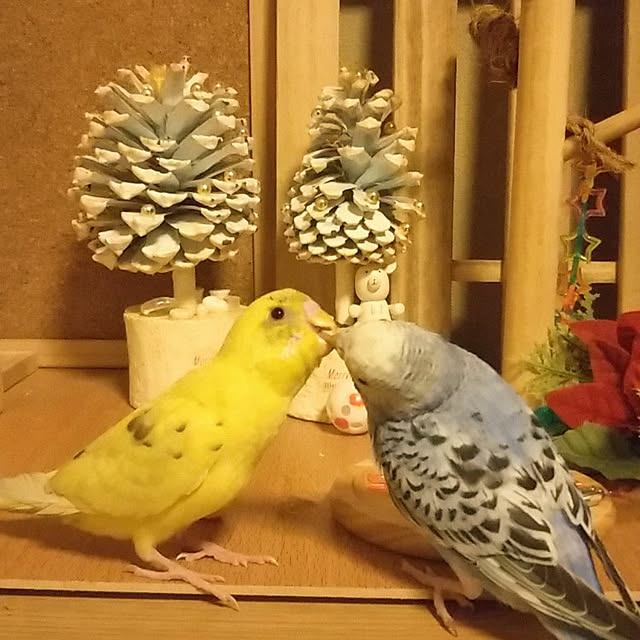 Tirorinさんの実例写真