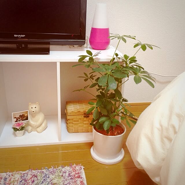 tanahさんの部屋