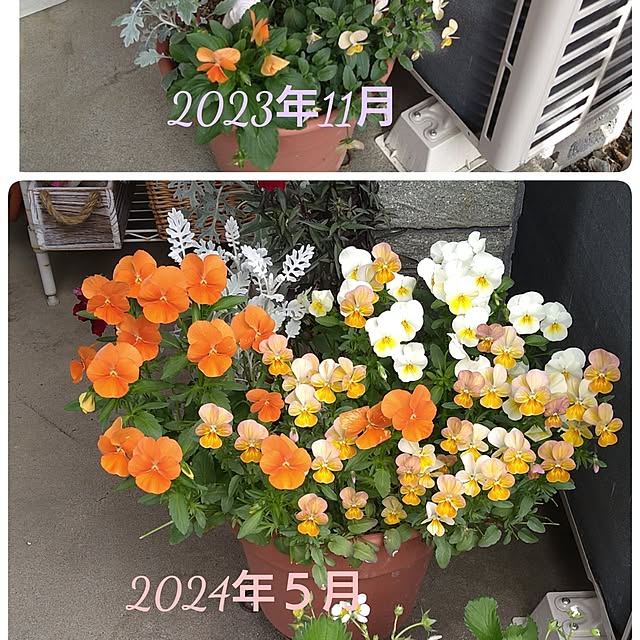 ameamekaasanさんの実例写真