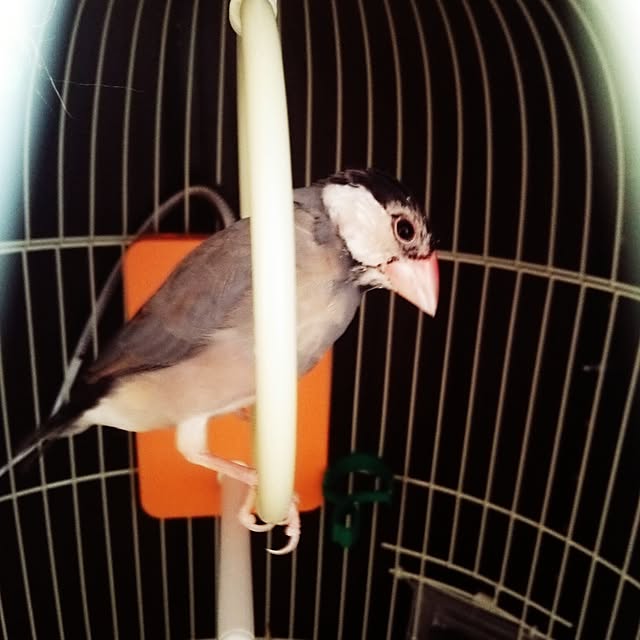miiさんの実例写真