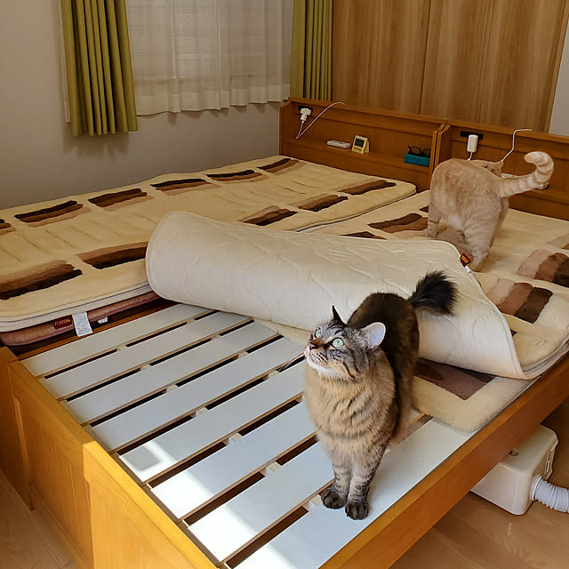 makoさんの実例写真