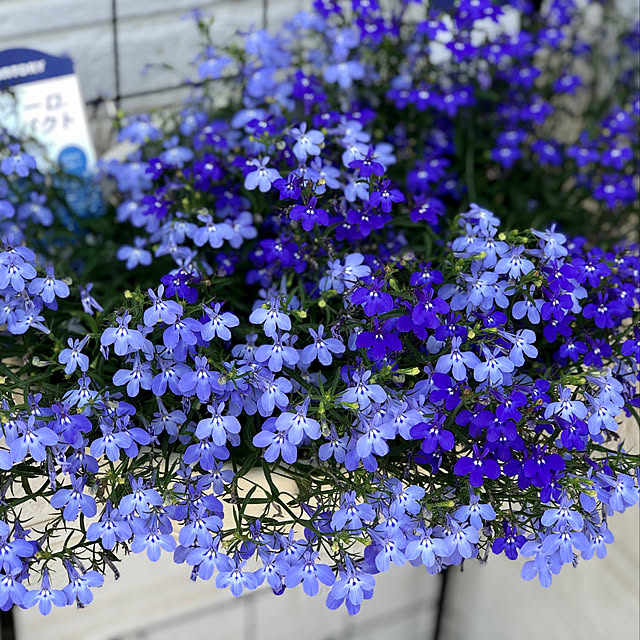 Junさんの実例写真