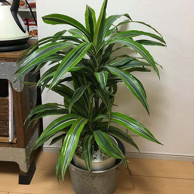 tetra163さんの実例写真