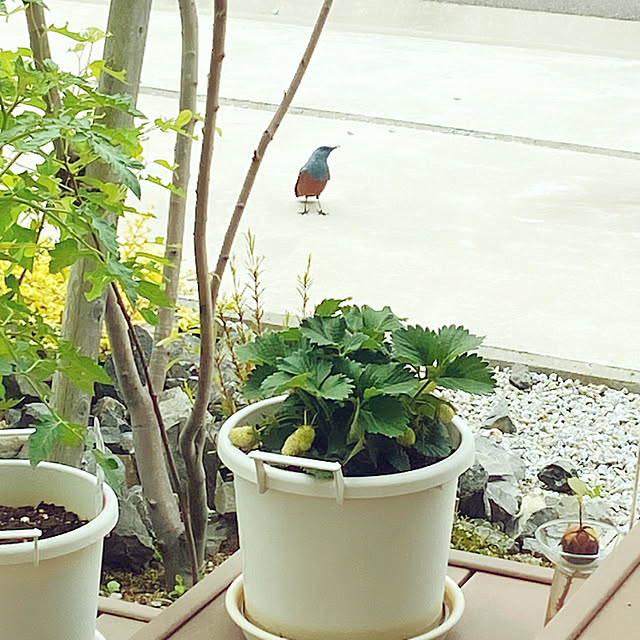 fumofumoさんの実例写真