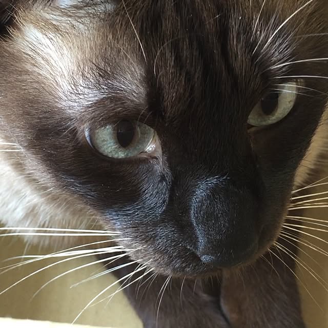 dodoさんの実例写真