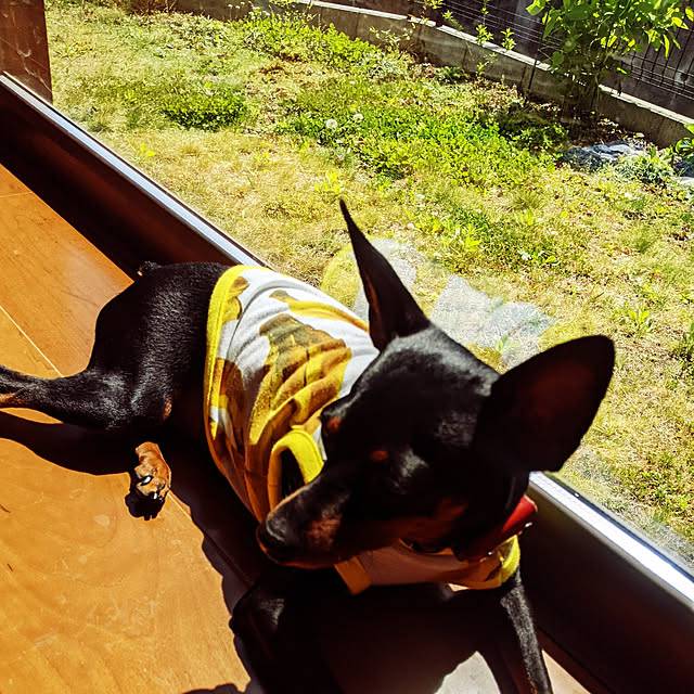shizuponさんの実例写真