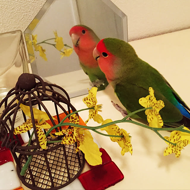 toratanさんの実例写真