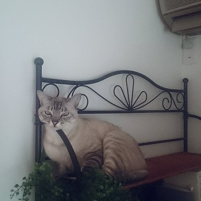 hoshiさんの実例写真