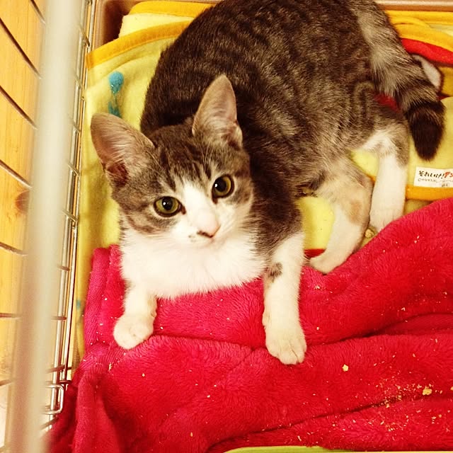 chiimalさんの実例写真