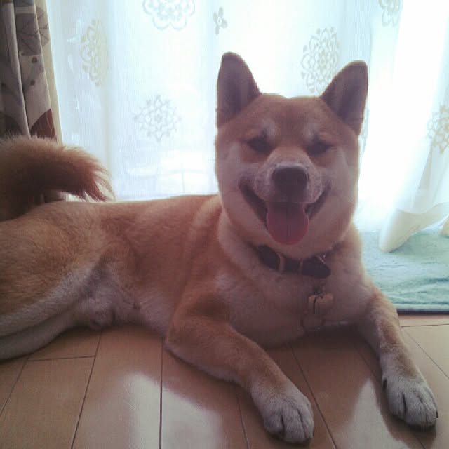 kotaさんの実例写真