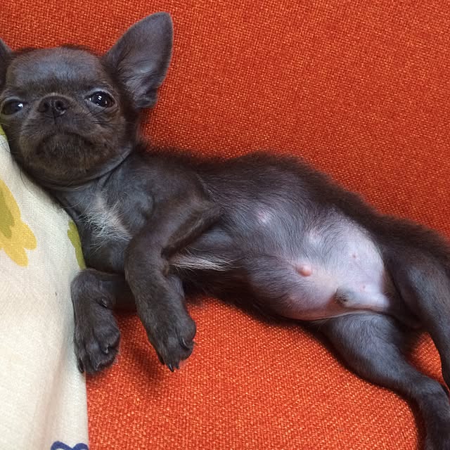 naeさんの実例写真