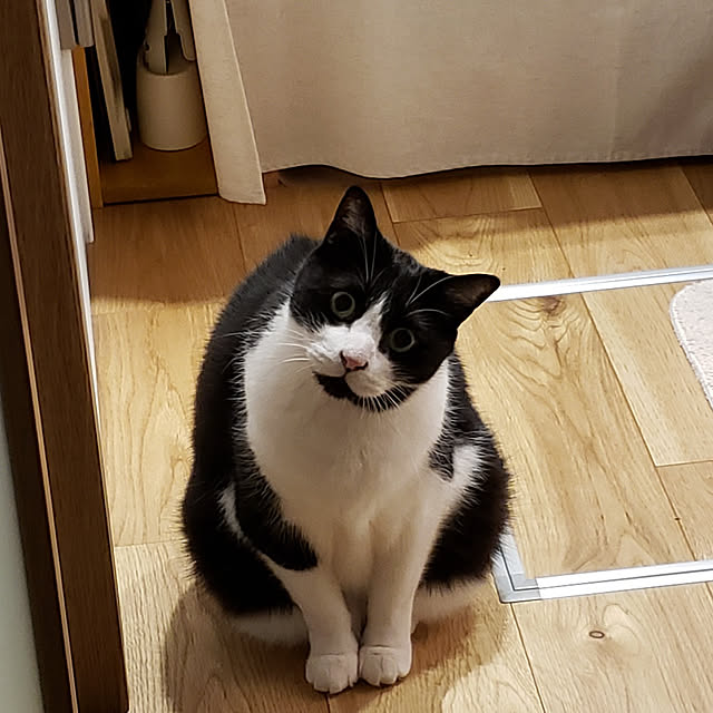 nyagosanさんの実例写真
