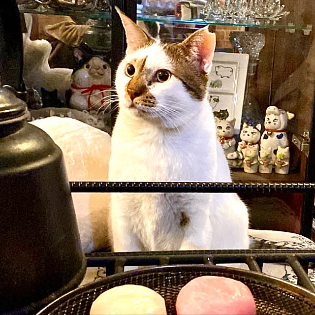butachanさんの実例写真