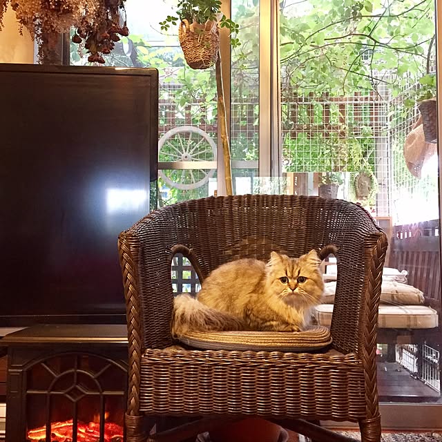 butachanさんの実例写真