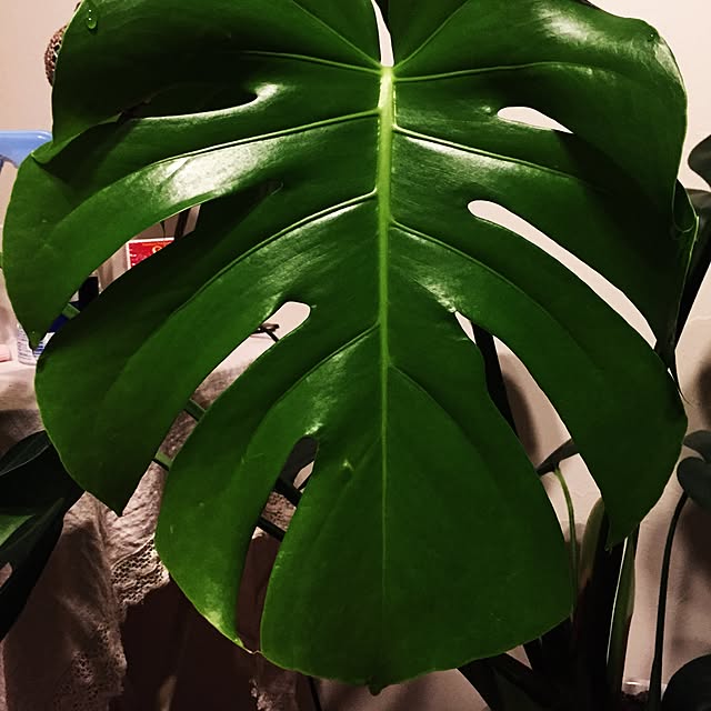 koujiさんの実例写真