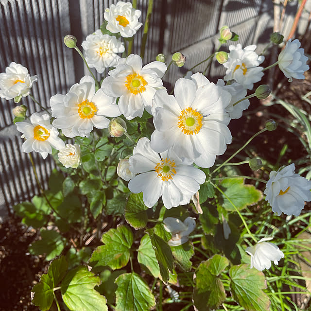 nanachanmamaさんの実例写真