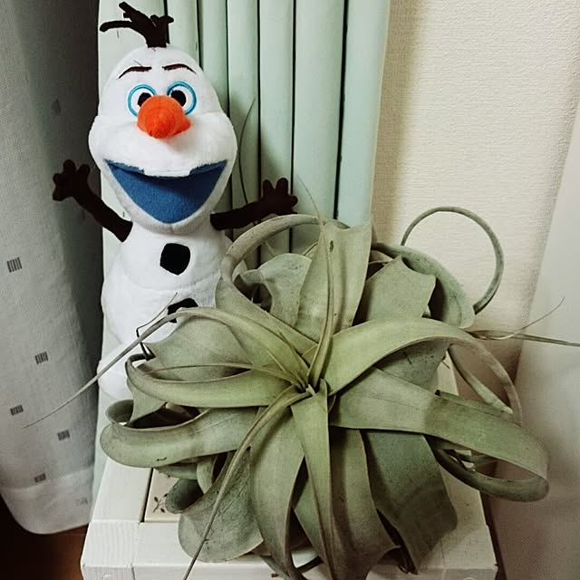 akkoさんの実例写真