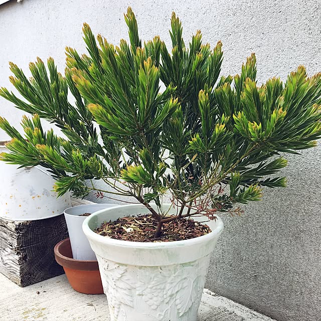 kirinさんの実例写真