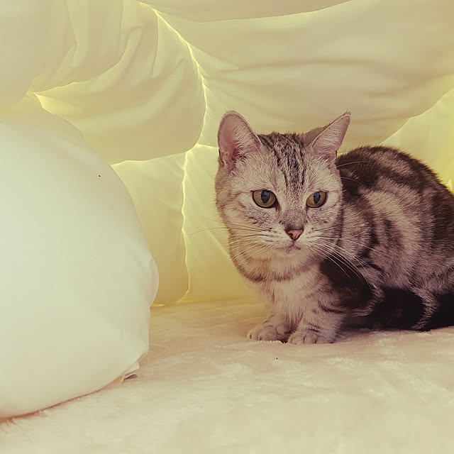 otama_7252さんの実例写真