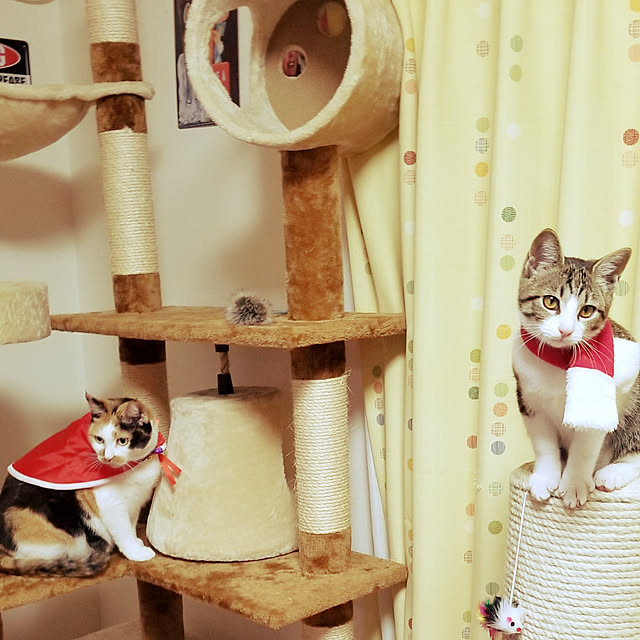 lemoned1126さんの実例写真