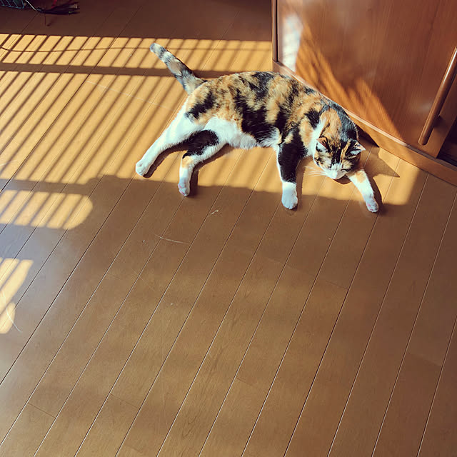 mayugonさんの実例写真