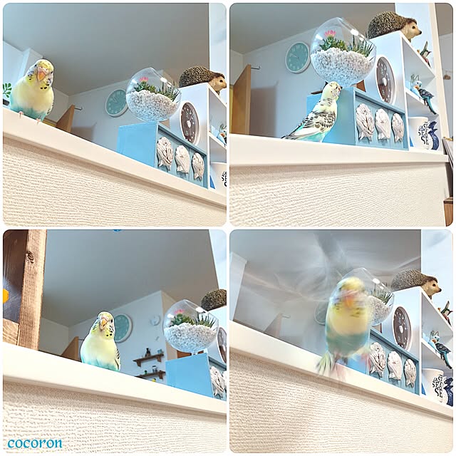 cocoronさんの実例写真