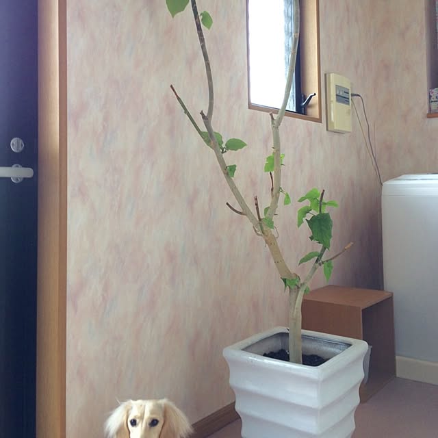sakuranさんの実例写真