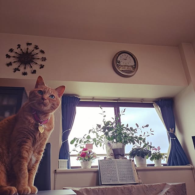 NOAHさんの実例写真