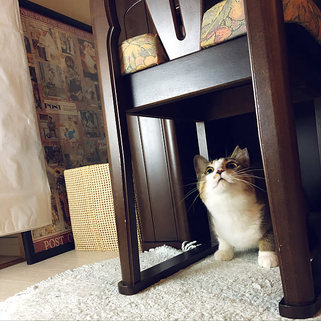 nekomiさんの実例写真