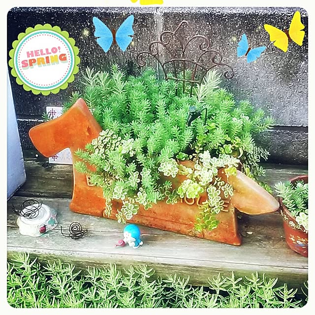 portulacaさんの実例写真