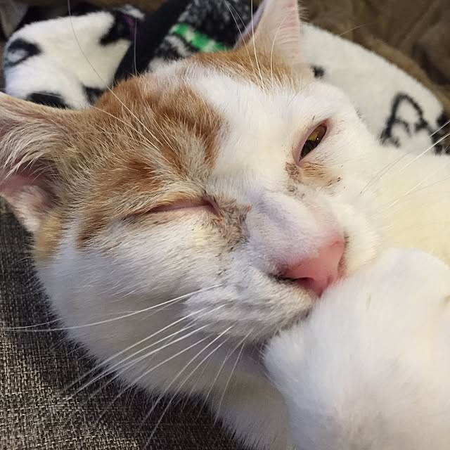 minkokoさんの実例写真