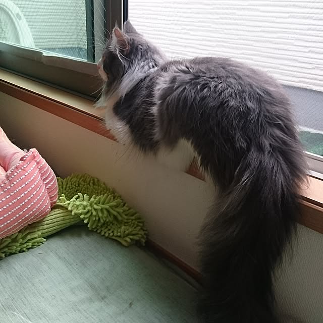 shinobuさんの実例写真