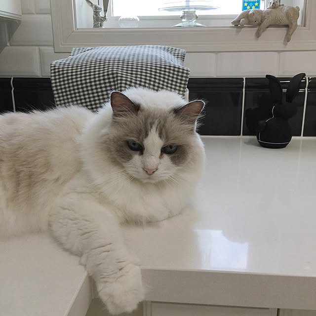 yuchiさんの実例写真