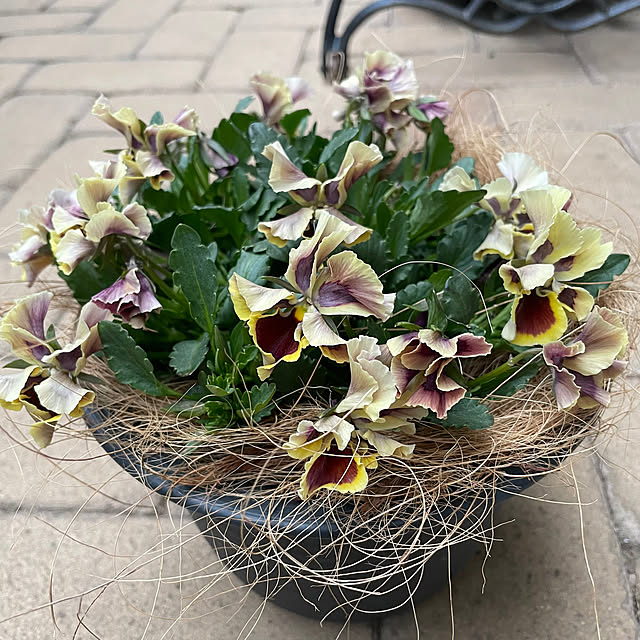 shiropenguinさんの実例写真