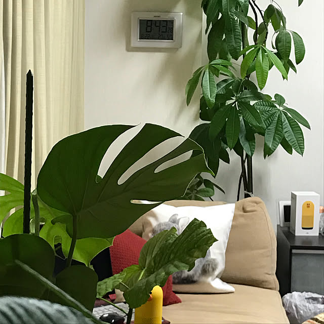 pakilaさんの実例写真