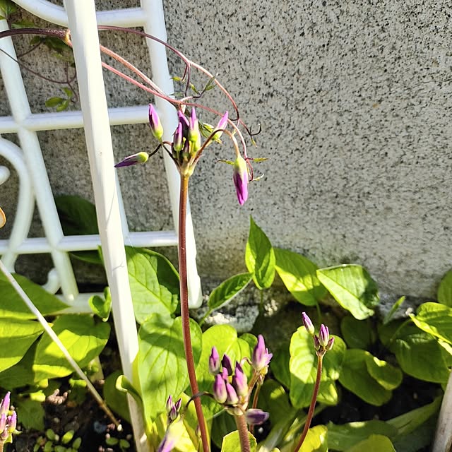 kiraさんの部屋