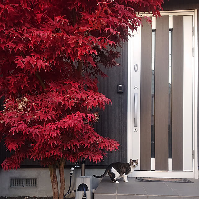 nrさんの実例写真