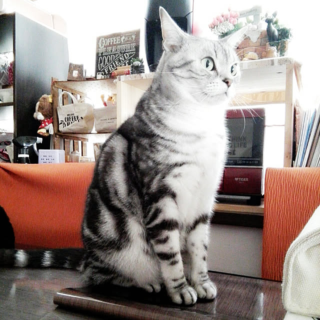 kumingさんの実例写真