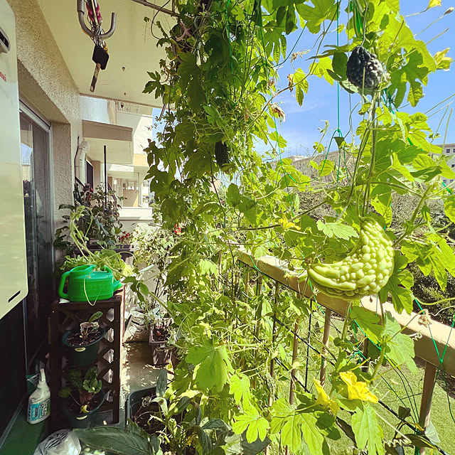 暑いので体調に気をつけてくださいね/夏空綺麗/ガーデニング/団地/ベランダ菜園...などのインテリア実例 - 2022-07-22 14:21:37