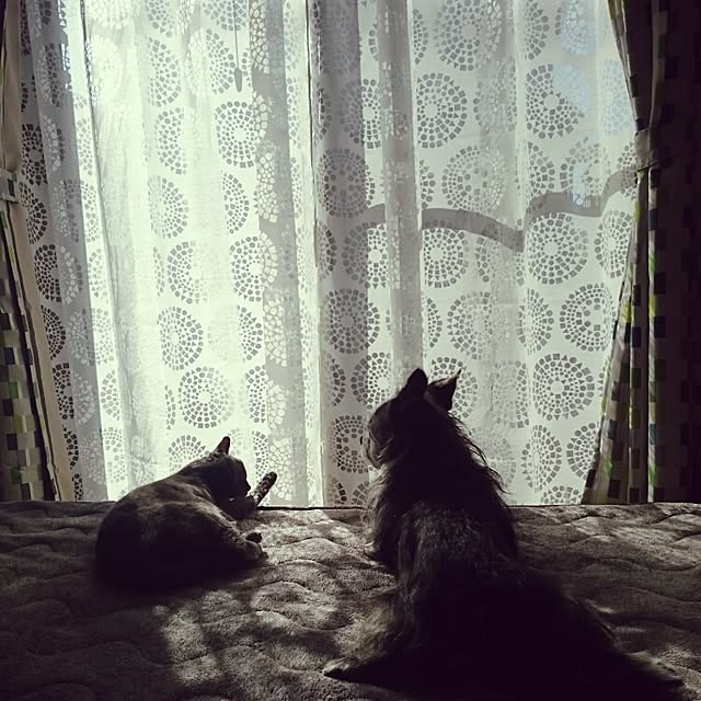 kosame918さんの実例写真