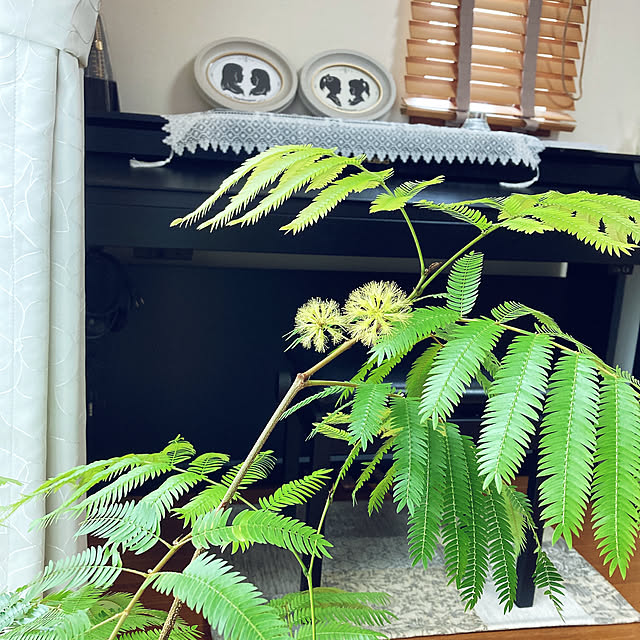 kotoripさんの実例写真