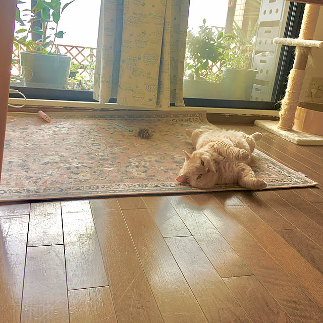 naokoさんの実例写真