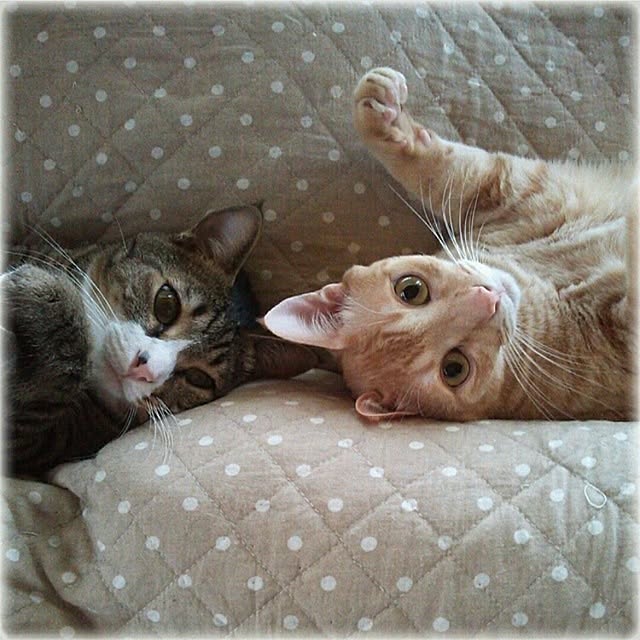 Motchanさんの実例写真