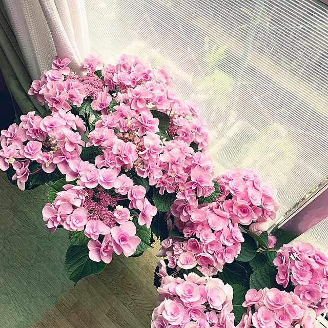 akoさんの実例写真