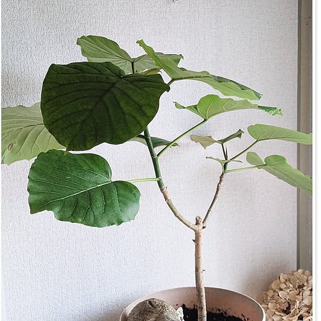 monnさんの部屋